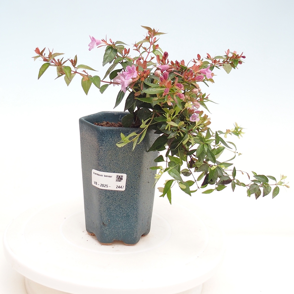 Bonsai für draußen - Abelia Grandiflora - Abelia grandiflora
