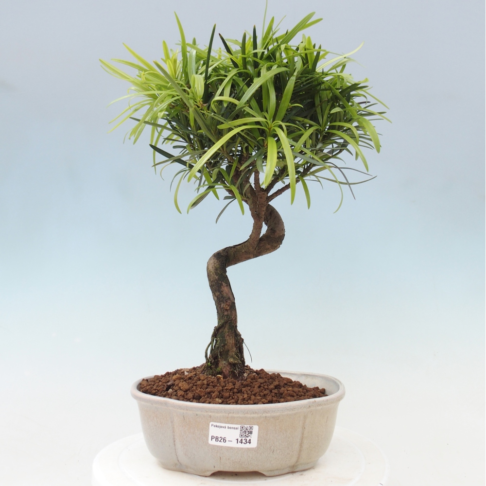 Zimmerbonsai - Podocarpus - Stein-Eibe
