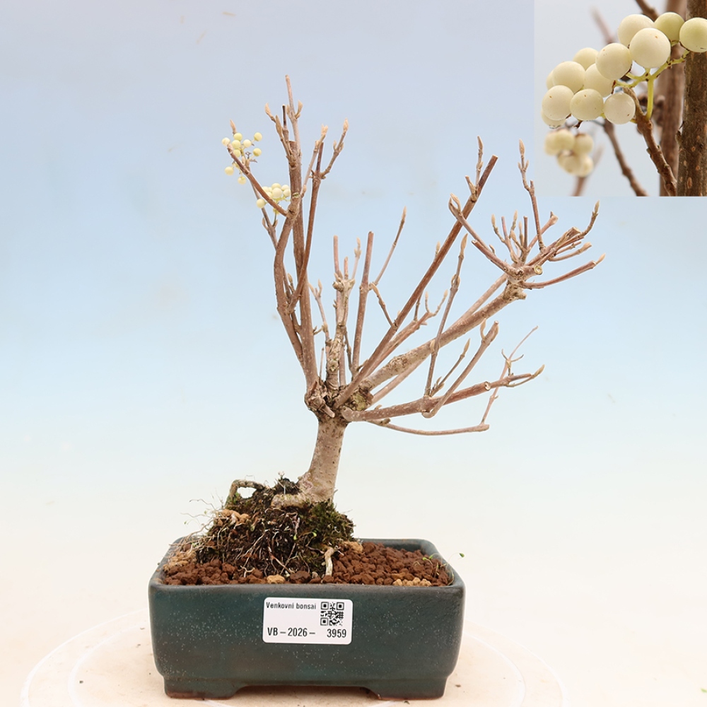 Bonsai für den Außenbereich – Callicarpa bodinieri „Snowqueen“ – Schönfrucht