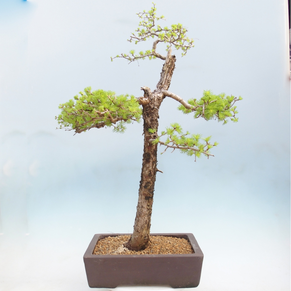 Bonsai für draußen -Larix decidua - Lärche