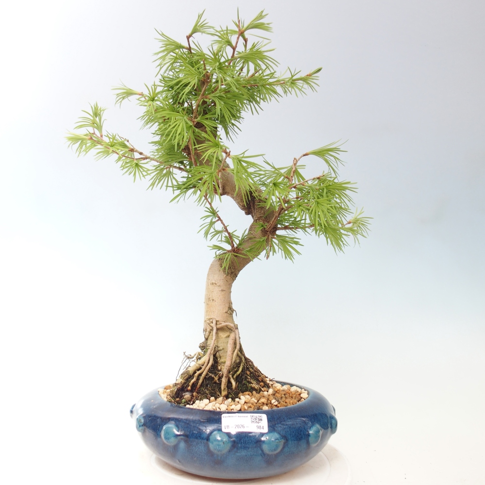 Bonsai für draußen -Pseudolarix amabis-Pseudolarix amabis