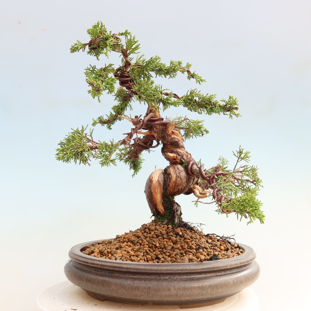 Bonsai für draußen - Juniperus chinensis Itoigawa-Juniperus chinensis
