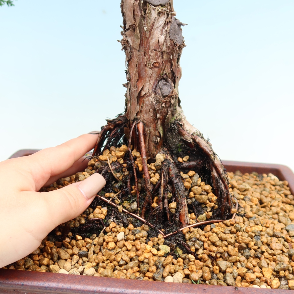 Bonsai für draußen - Juniperus chinensis Kishu