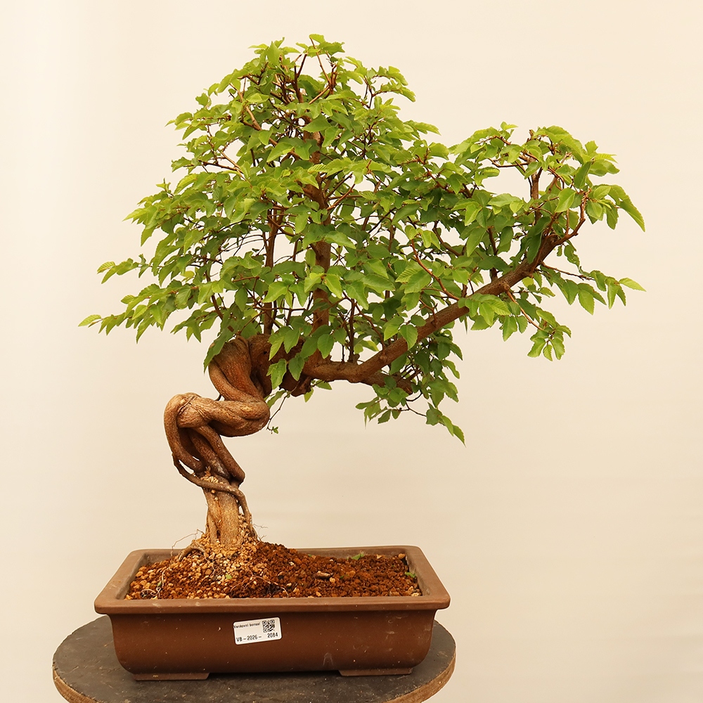 Bonsai für draußen - Karpinus Coreana - Koreanische Hainbuche
