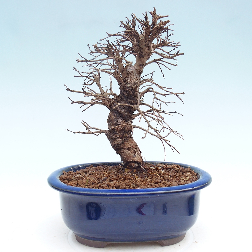 Bonsai für draußen - Zelkova - Zelkova NIRE