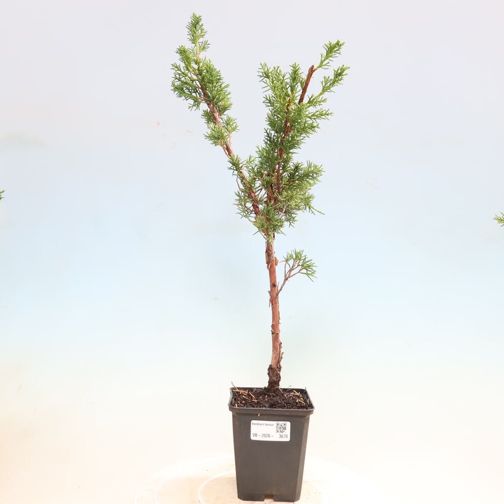 Bonsai für draußen - Juniperus chinensis Kishu