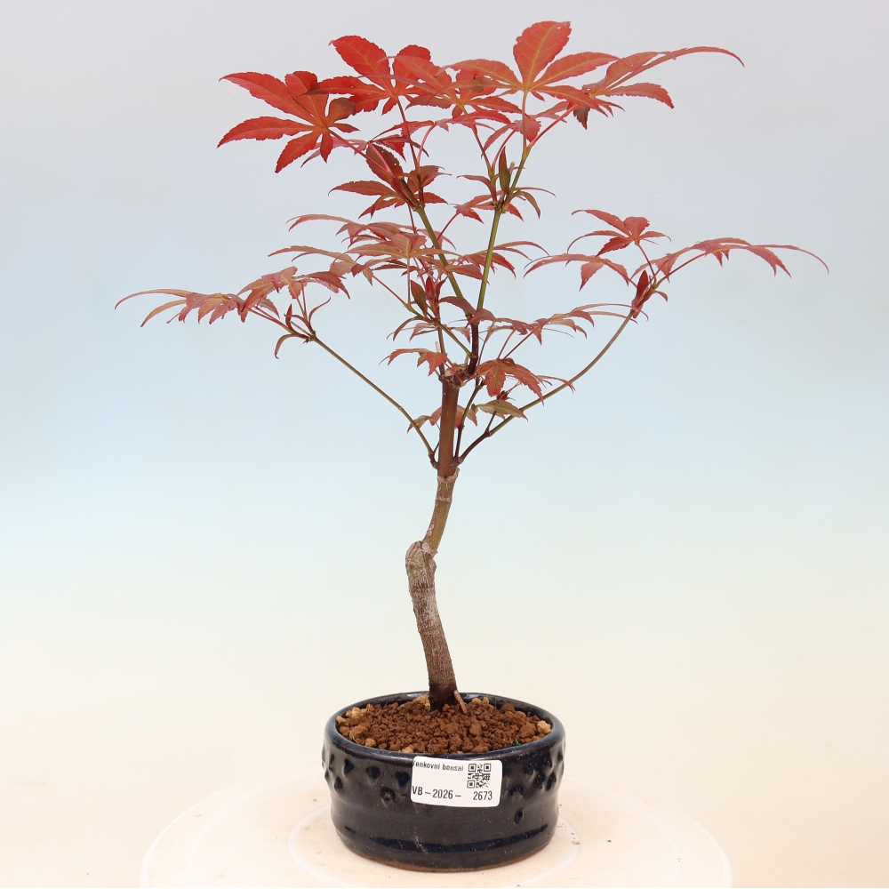 Bonsai für draußen - Acer-Palme. Atropurpureum-Javor palmate