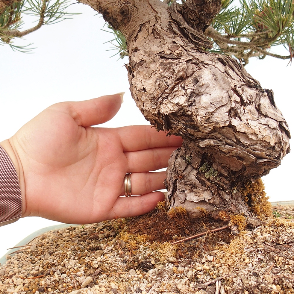 Bonsai für draußen - Pinus parviflora - Pinus parviflora