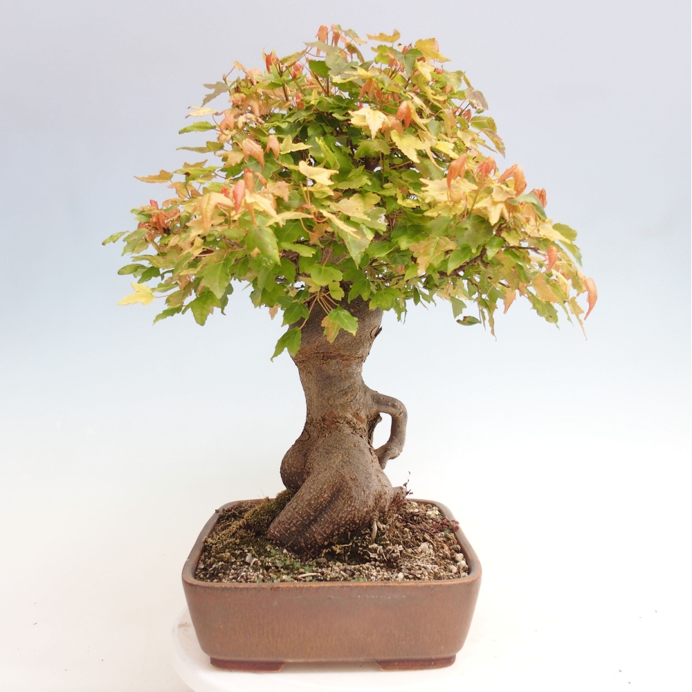Bonsai für draußen - Acer Buergerianum - Bergahorn