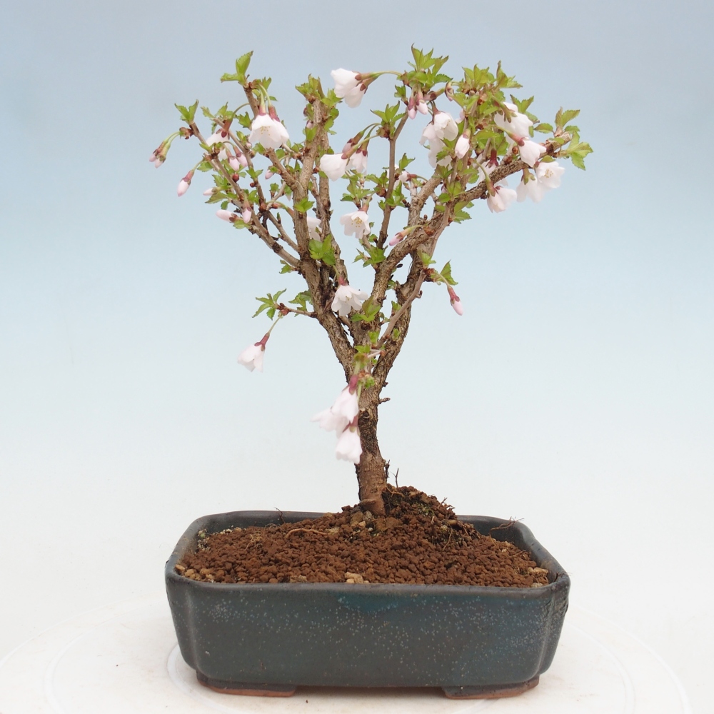 Bonsai für draußen - Prunus incisa Kojou-no mai-Plivon ausgeschnitten