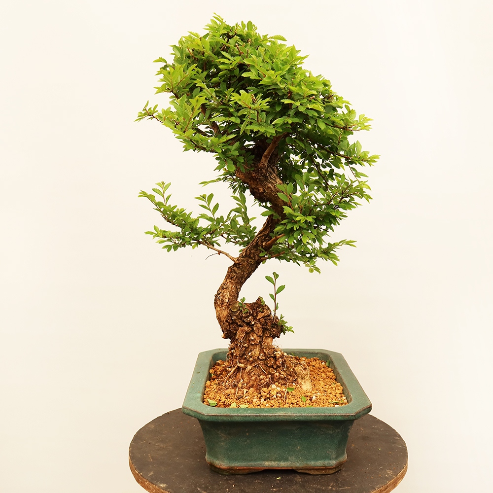 Bonsai für draußen - Zelkova - Zelkova NIRE