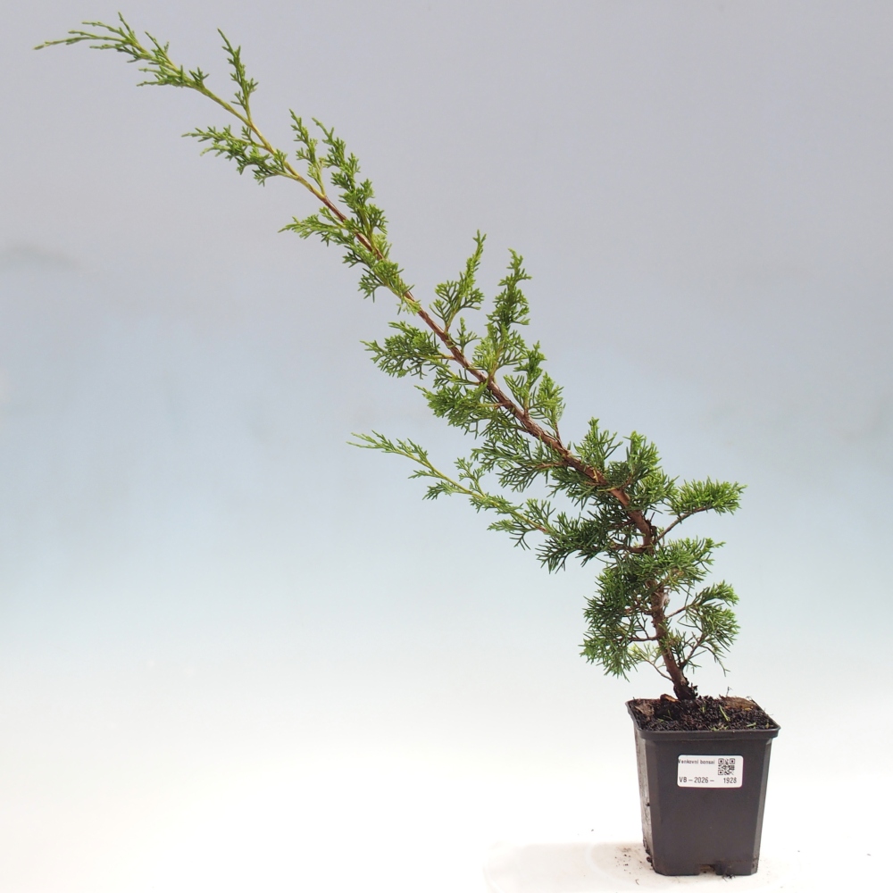 Bonsai für draußen - Juniperus chinensis Itoigawa