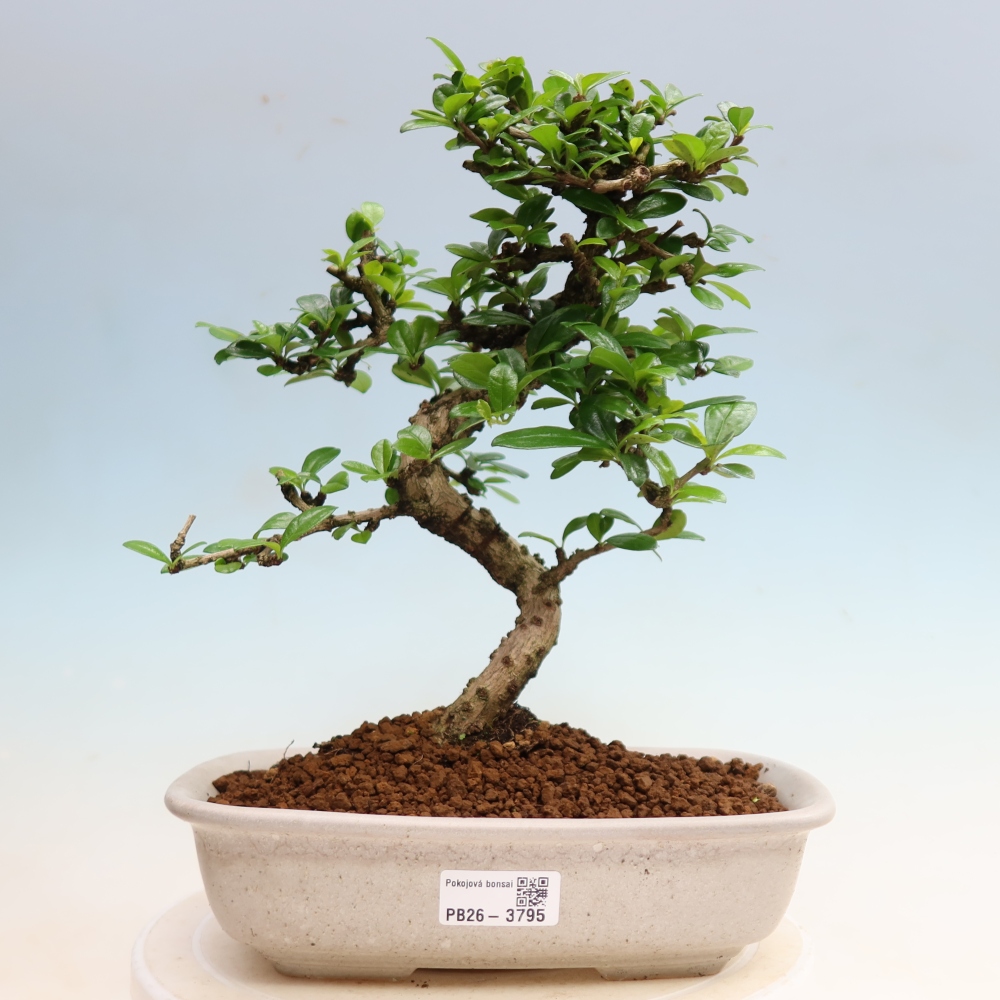 Zimmer-Bonsai - Carmona macrophylla - Tee-Fuki