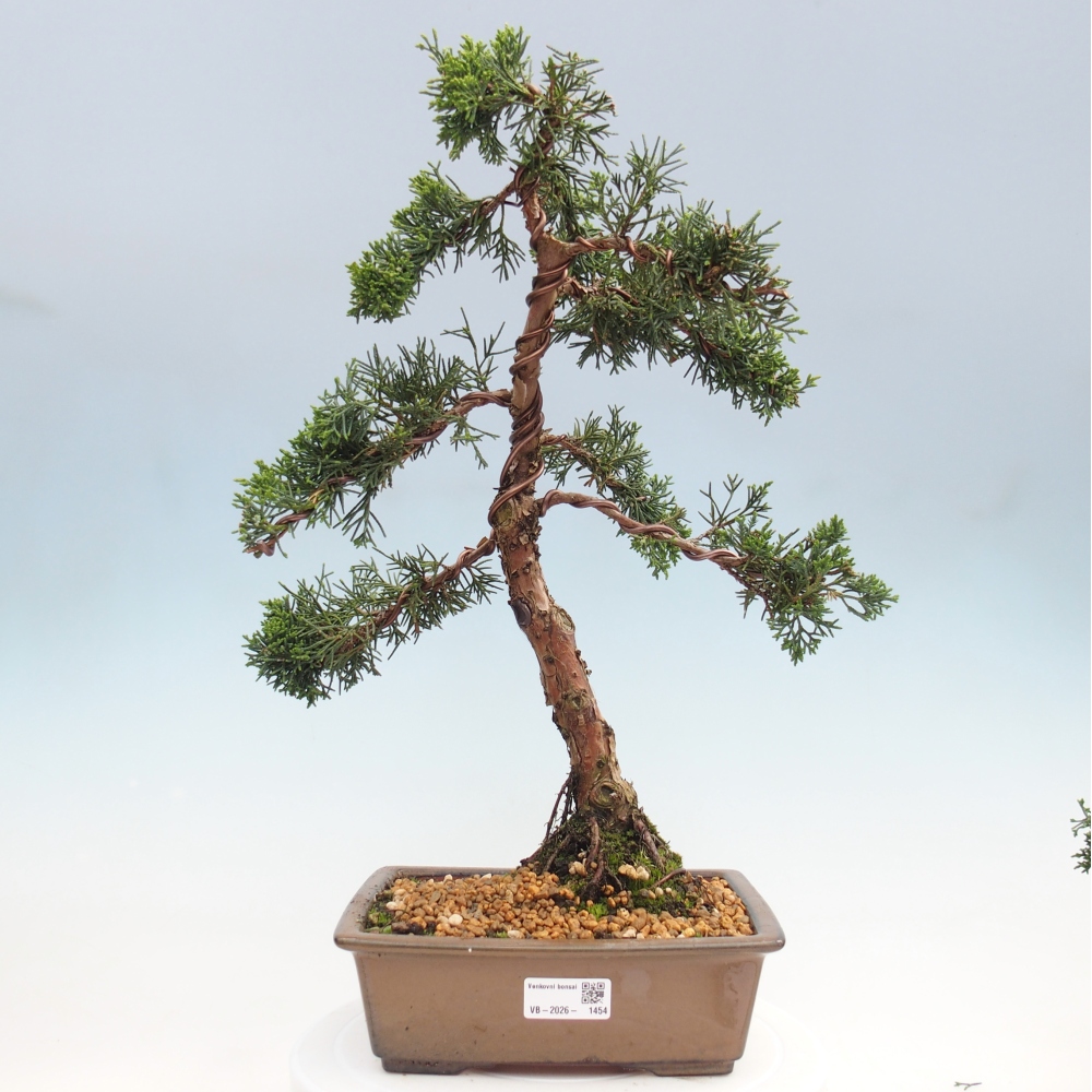Bonsai für draußen - Juniperus chinensis Kishu