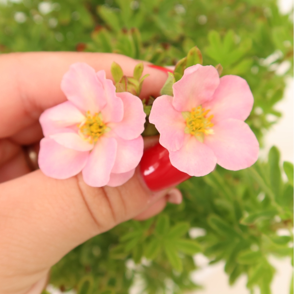 Bonsai für den Außenbereich – Strauch-Fingerkraut – Potentilla fruticosa Bellissima
