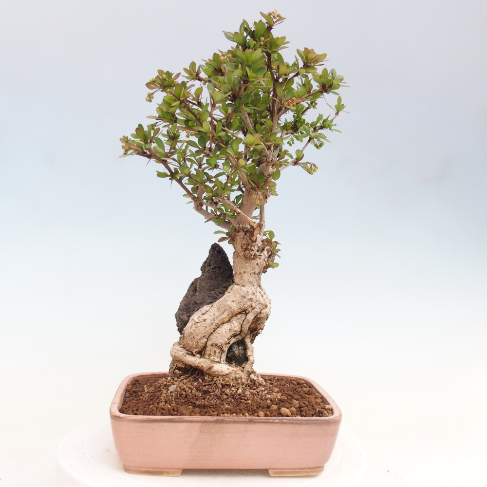 Bonsai für draußen - Berberis coreana