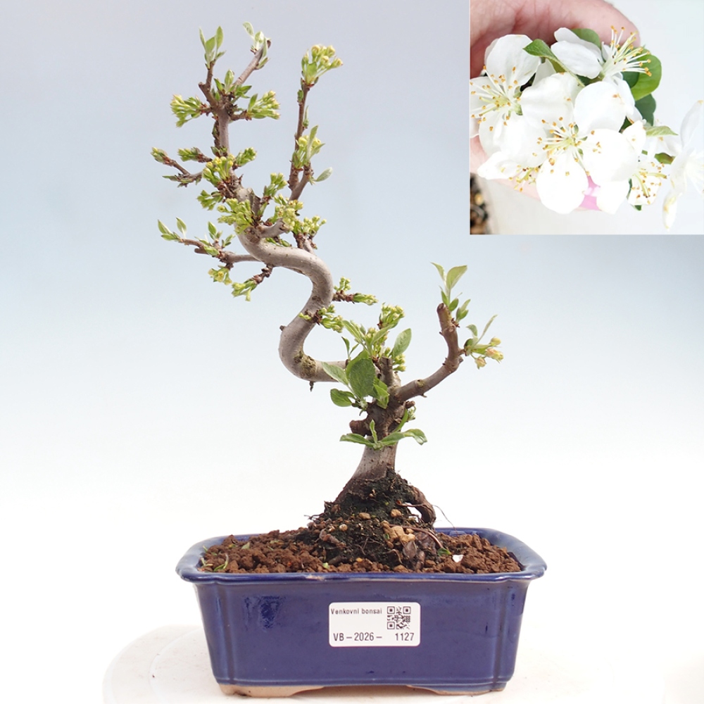 Outdoor Bonsai - Malus sargentii - Kleinfrüchtiger Apfelbaum