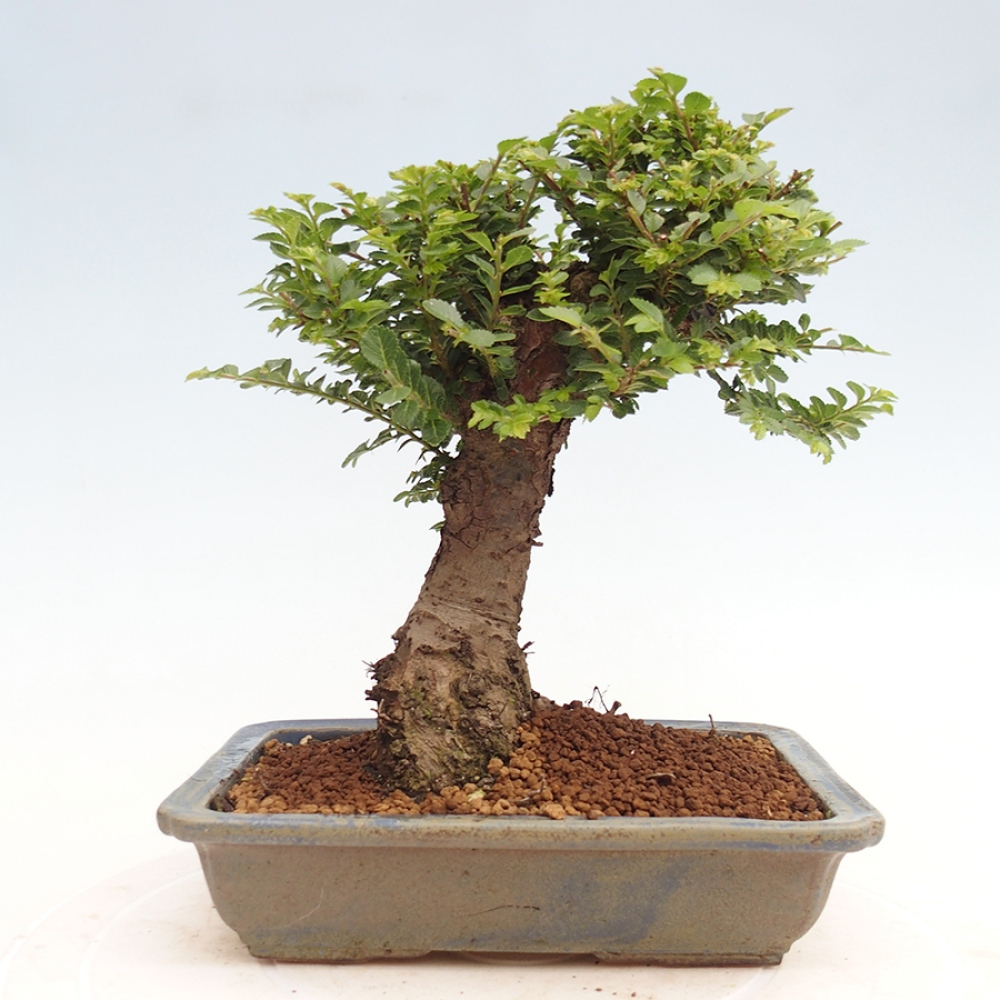 Bonsai für draußen - Ulmus parvifolia Hokkaido - Chinesische Ulme