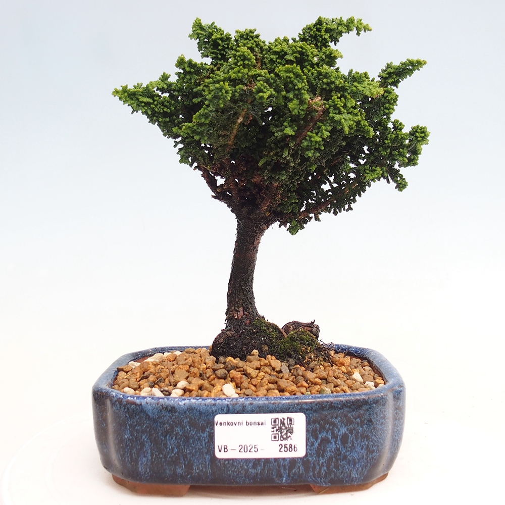 Bonsai für draußen - Cham. obtusa SEKKA HINOKI - Zypresse