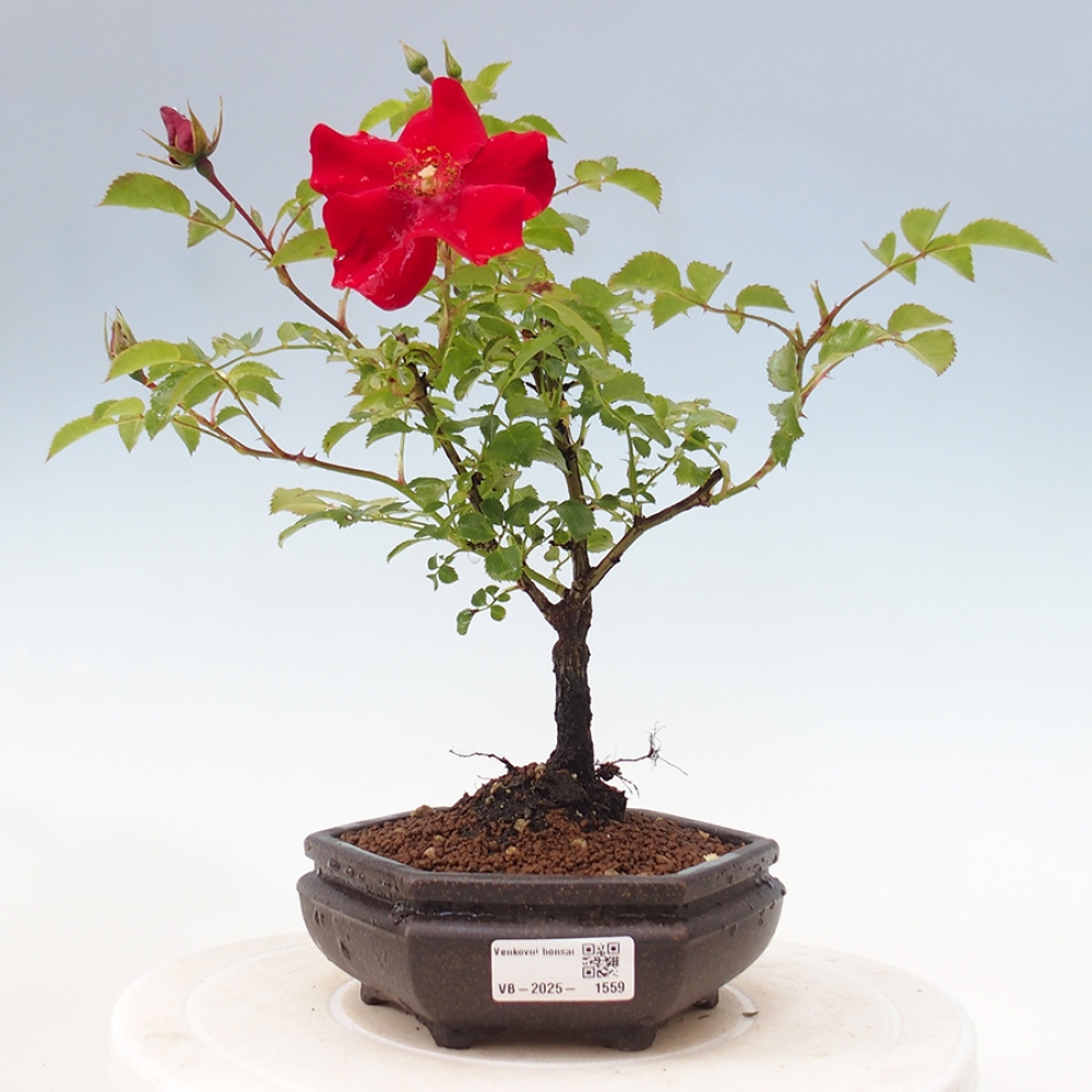 Bonsai für draußen - Rosa Kordes - Rose