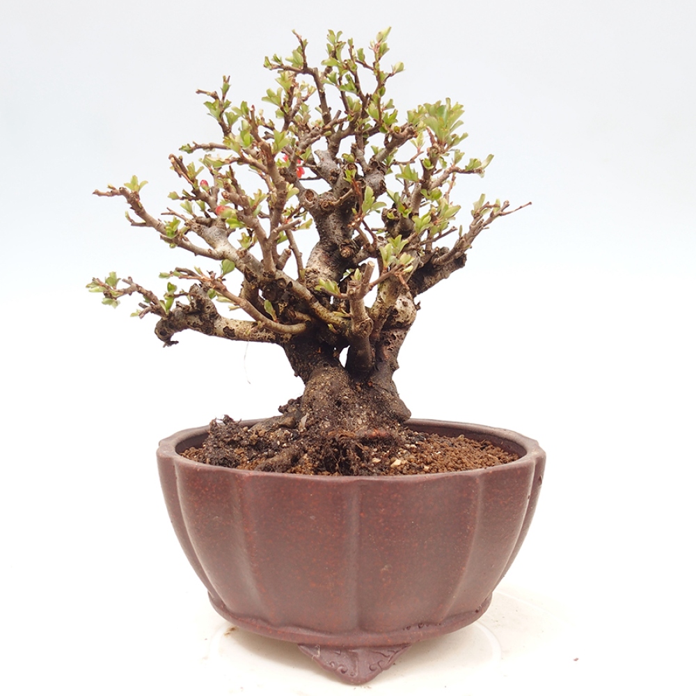 Bonsai für draußen - Chaneomeles speciosa - Quitte