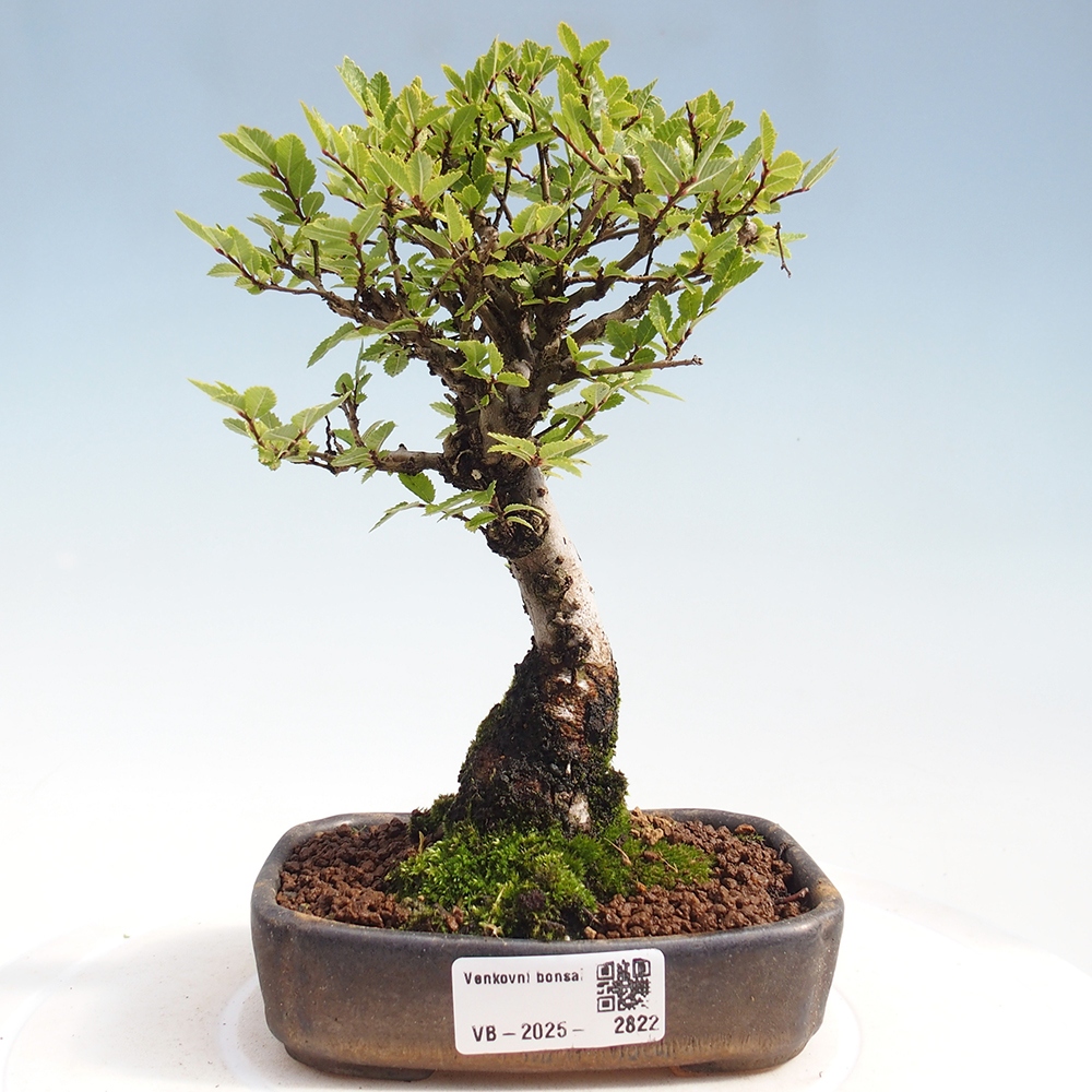 Bonsai für draußen - Zelkova - Zelkova NIRE