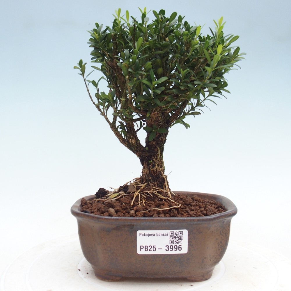 Zimmer Bonsai - Buxus harlandii - Korkbuxus