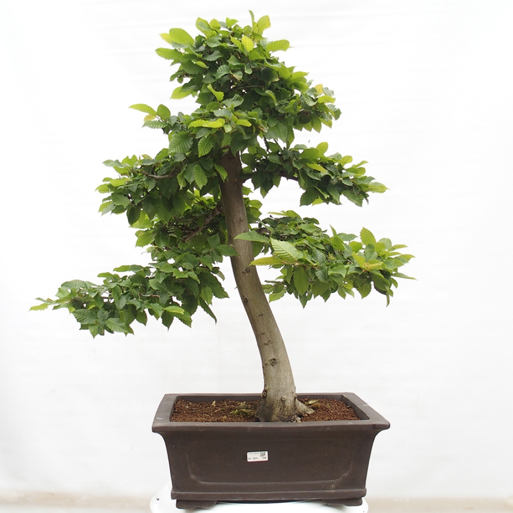 Bonsai für draußen - Hainbuche - Carpinus betulus