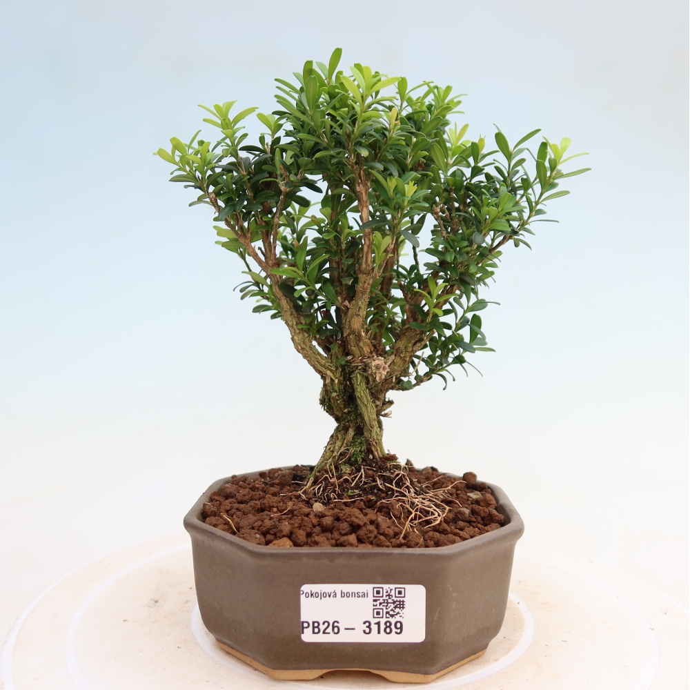 Zimmer Bonsai - Buxus harlandii - Korkbuxus