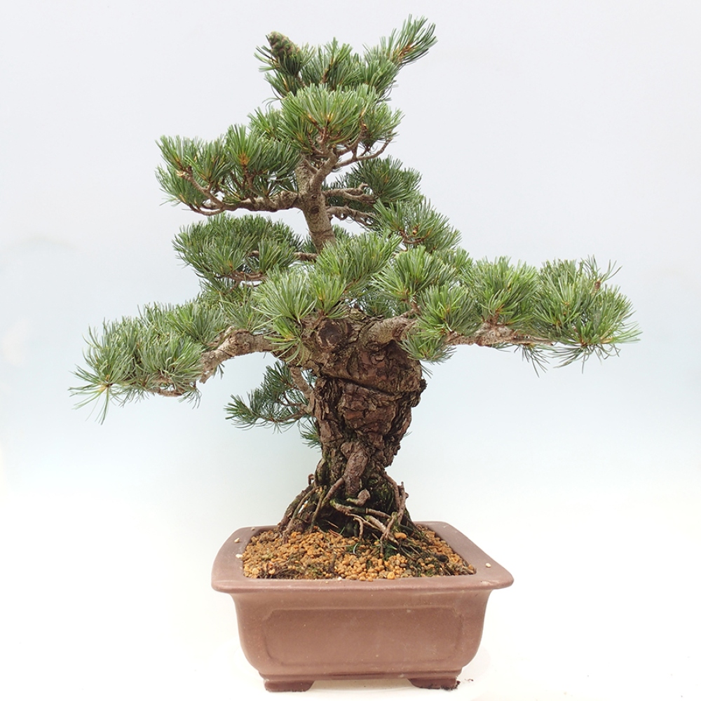 Bonsai für draußen - Pinus parviflora - Pinus parviflora