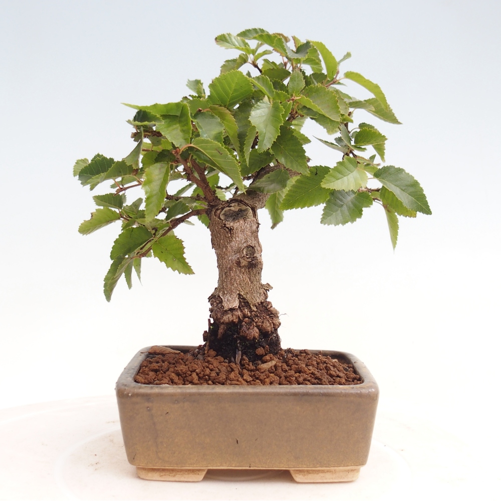 Bonsai für draußen -Carpinus CARPINOIDES - Koreanische Hainbuche