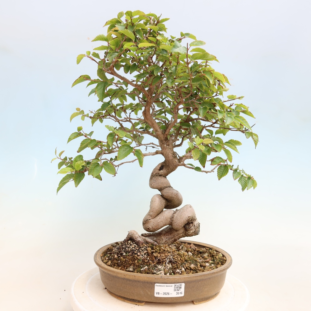 Bonsai für draußen -Carpinus CARPINOIDES - Koreanische Hainbuche