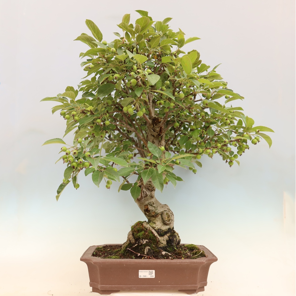 Outdoor-Bonsai -Malus halliana - Kleinfrüchtiger Apfelbaum