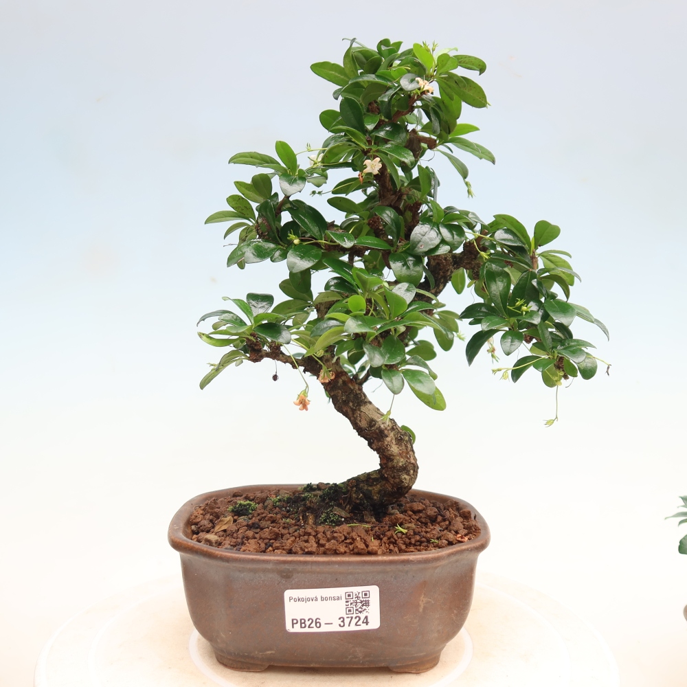 Zimmer-Bonsai - Carmona macrophylla - Tee-Fuki