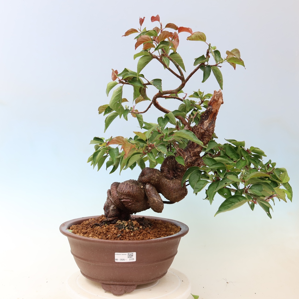 Bonsai für den Außenbereich – Japanischer Aprikosenbaum – Prunus Mume