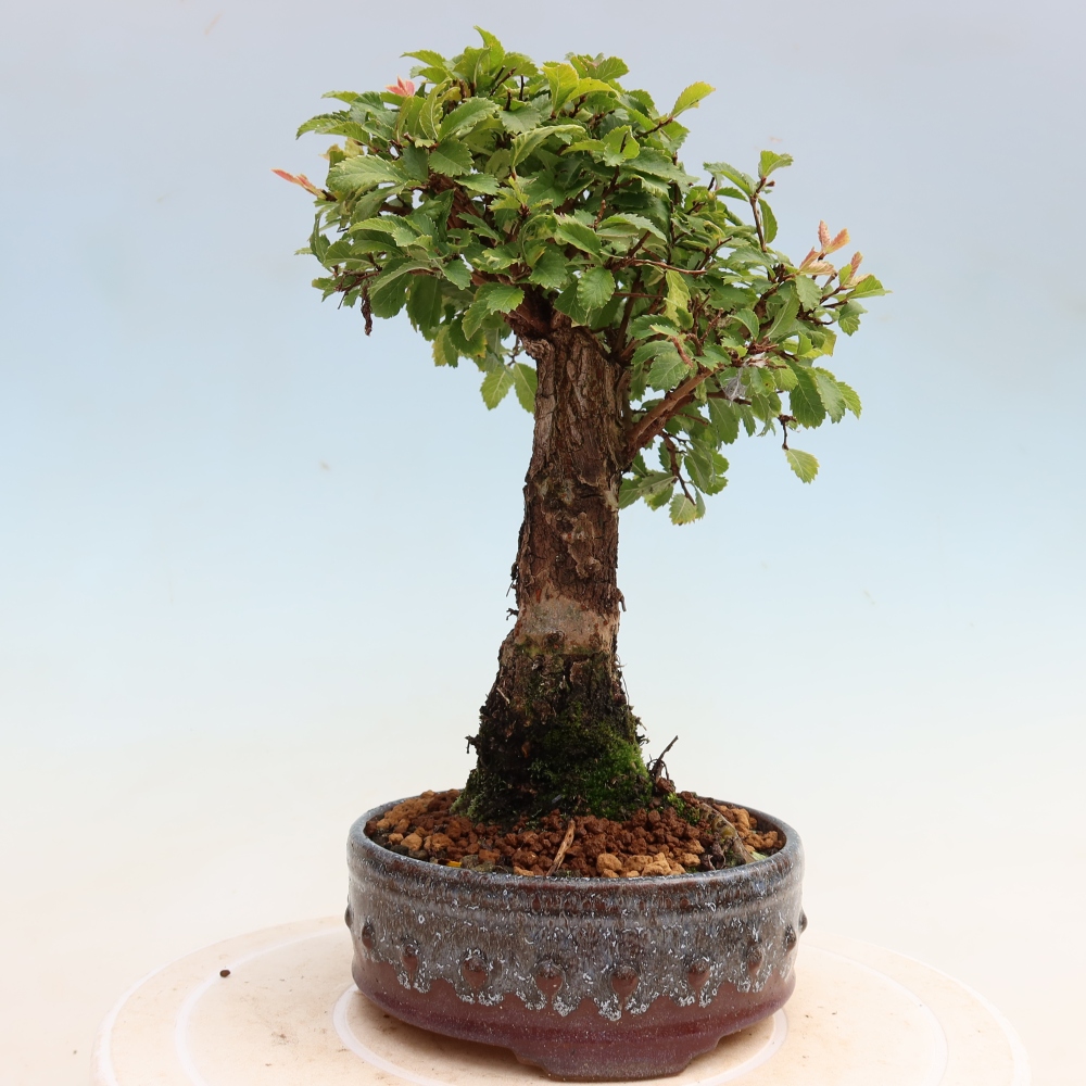 Bonsai für draußen - Zelkova - Zelkova NIRE