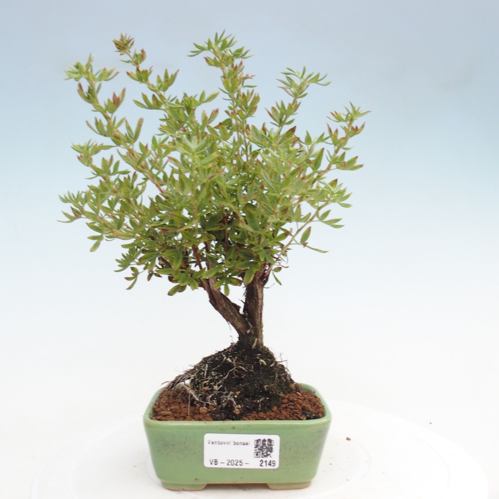 Bonsai für draußen - Potentila fruticosa gelber Vogel