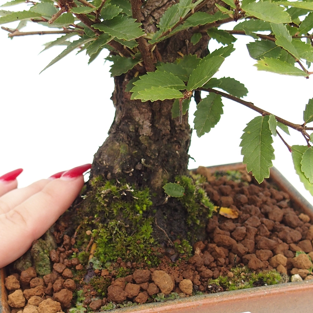 Bonsai für draußen - Zelkova - Zelkova NIRE