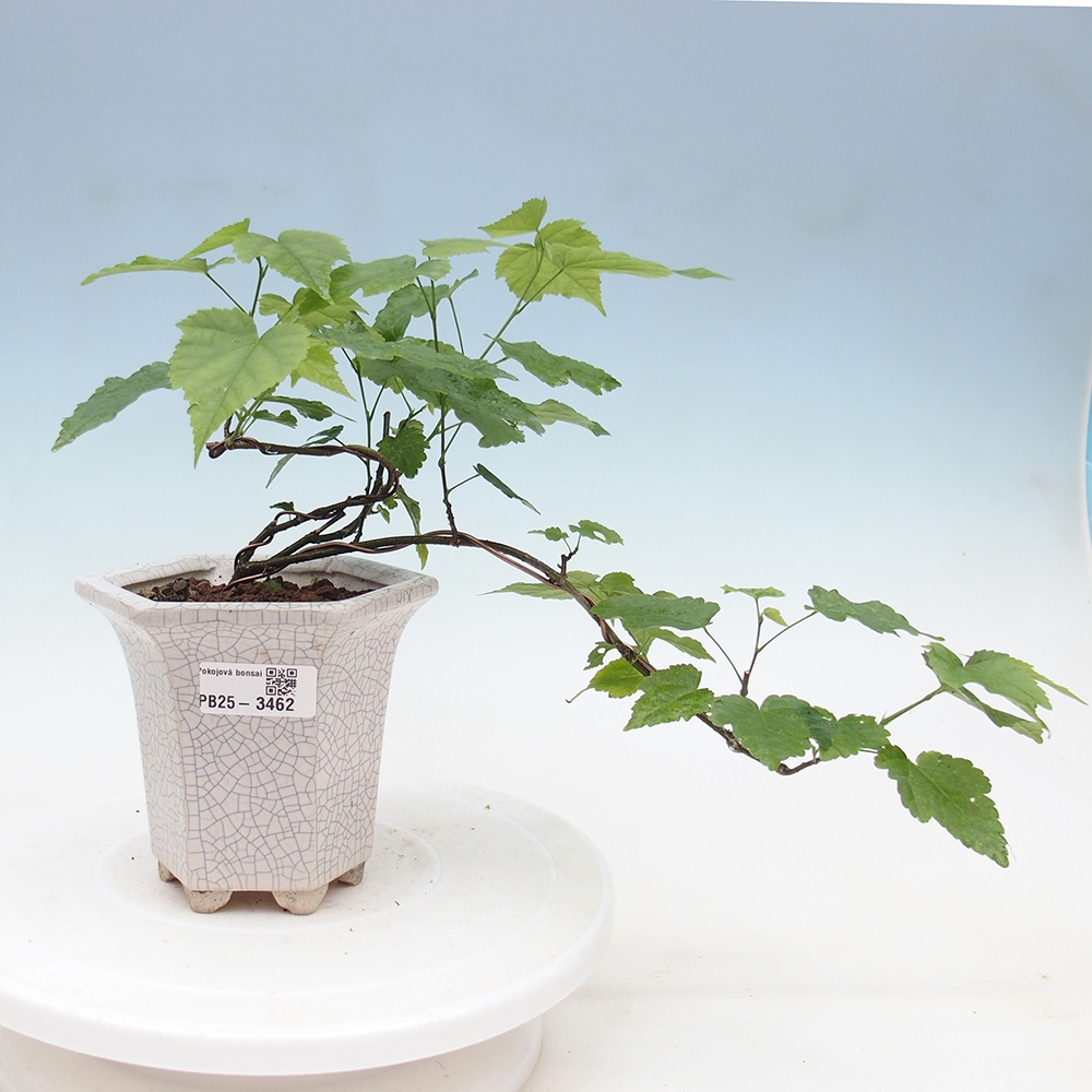 Zimmer Bonsai - Abutilon Rote Trompete - Zimmer Kalk