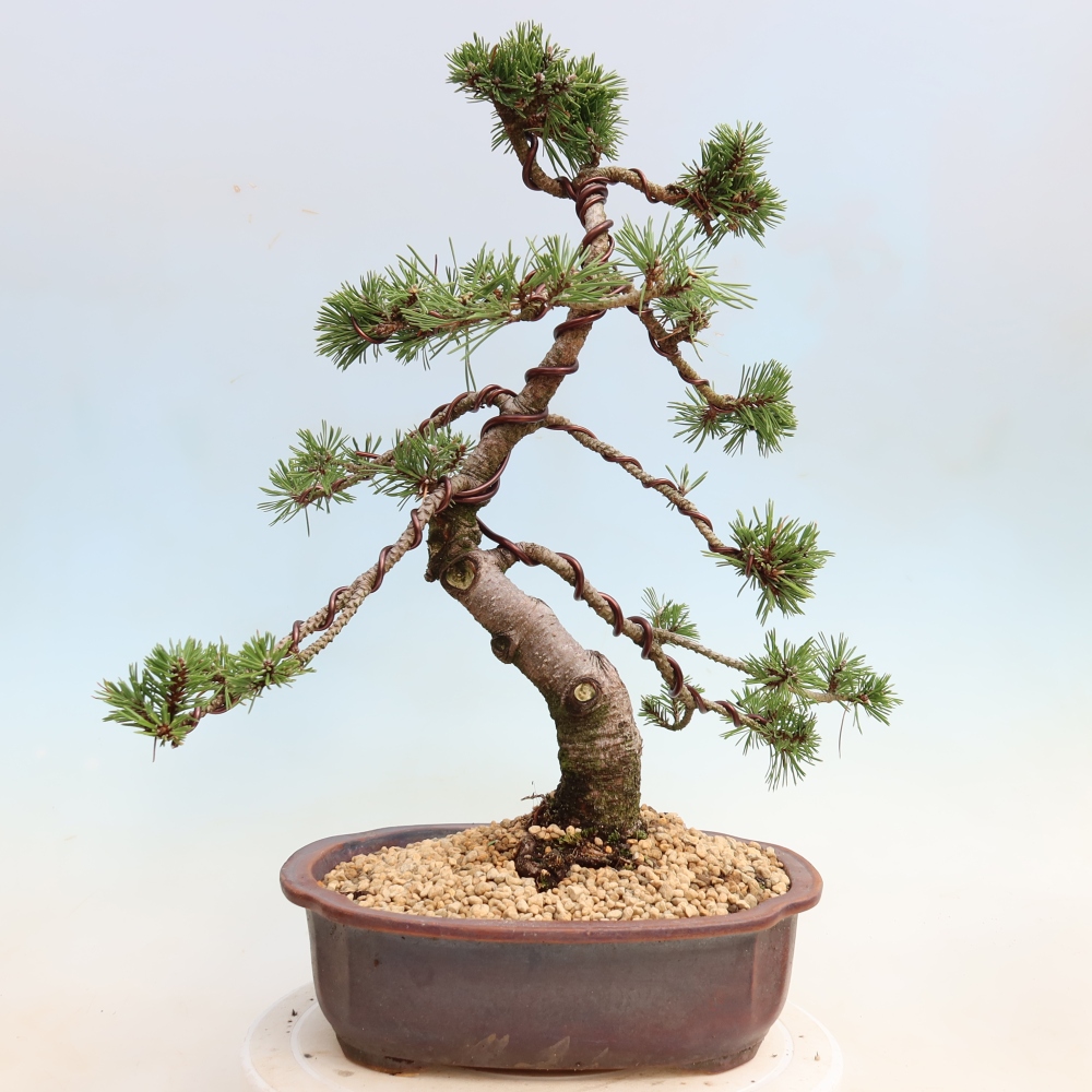 Bonsai für den Außenbereich – Pinus mugo Humpy – Zwergkiefer