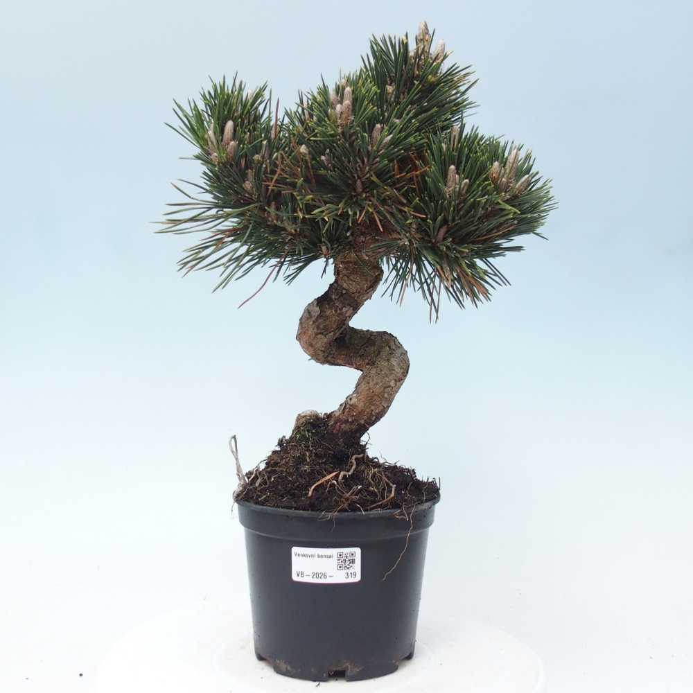 Bonsai für draußen - Pinus thunbergii senjyumaru - Thunberg-Kiefer