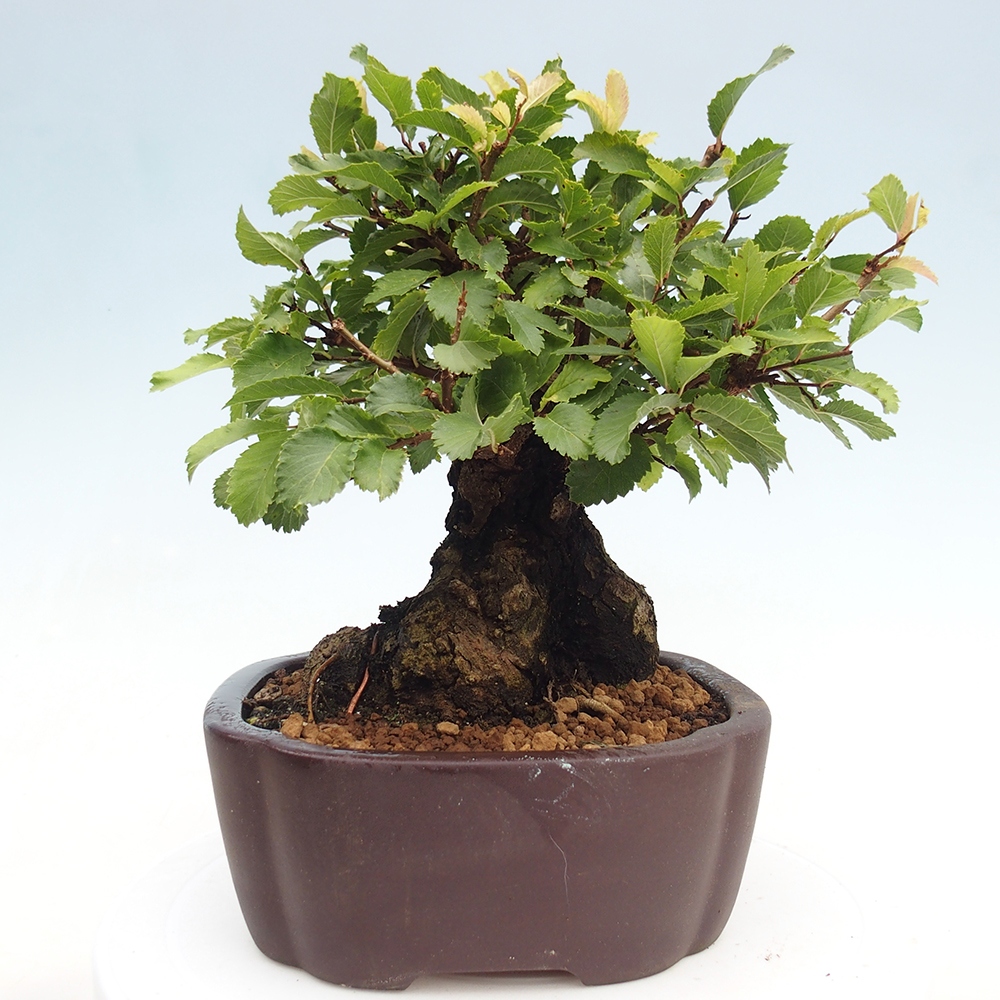 Bonsai für draußen - Zelkova - Zelkova NIRE