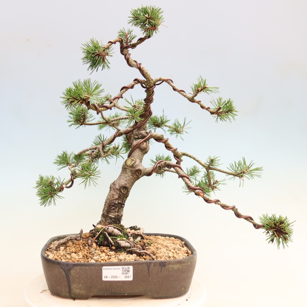 Bonsai für den Außenbereich – Pinus mugo Humpy – Zwergkiefer