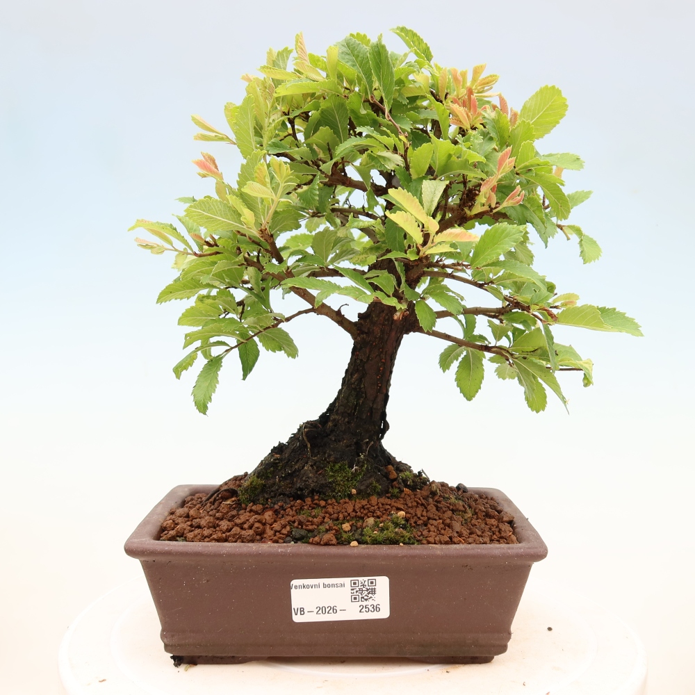 Bonsai für draußen - Zelkova - Zelkova NIRE