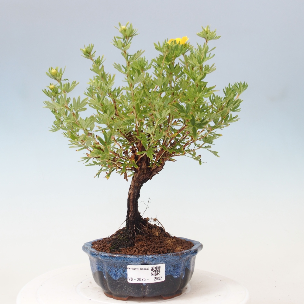Bonsai für draußen - Potentila fruticosa gelber Vogel
