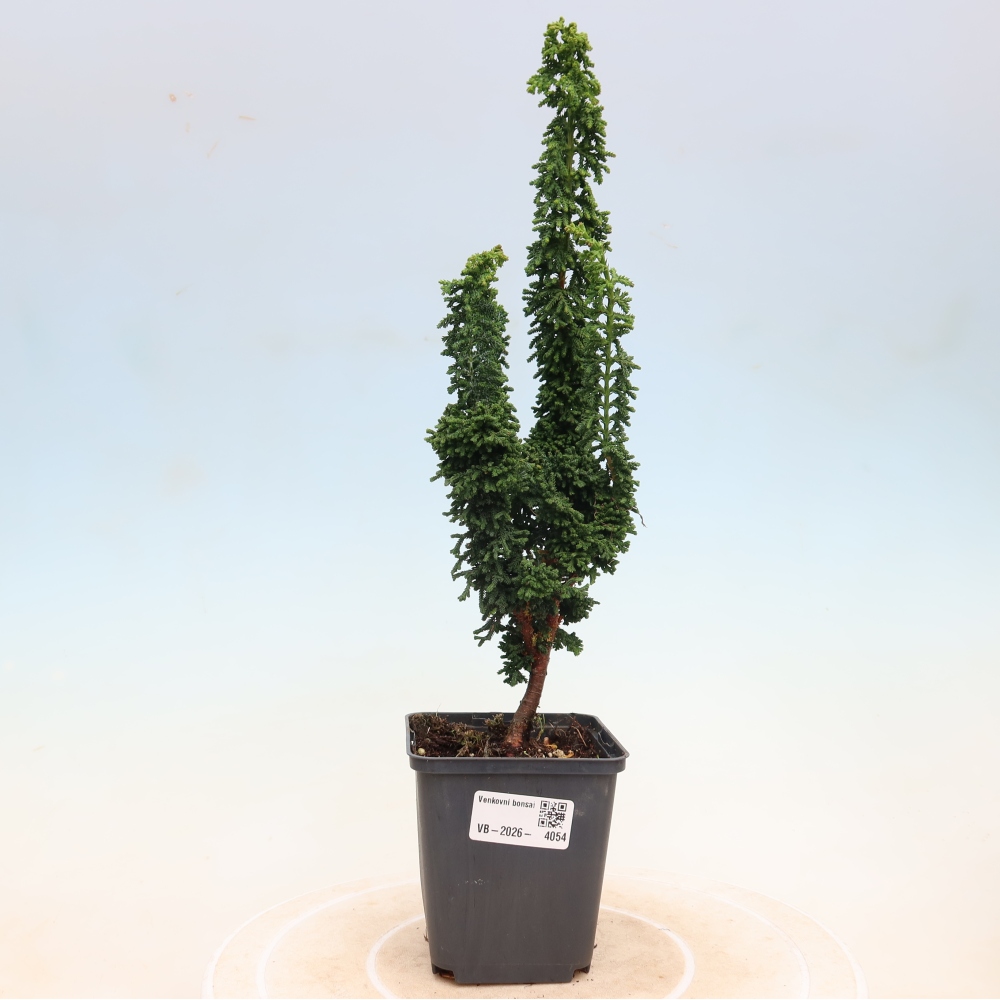 Bonsai für draußen - Cham. obtusa SEKKA HINOKI - Zypresse