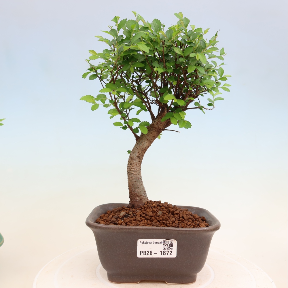 Zimmerbonsai - Ulmus parvifolia - Kleinblättrige Ulme