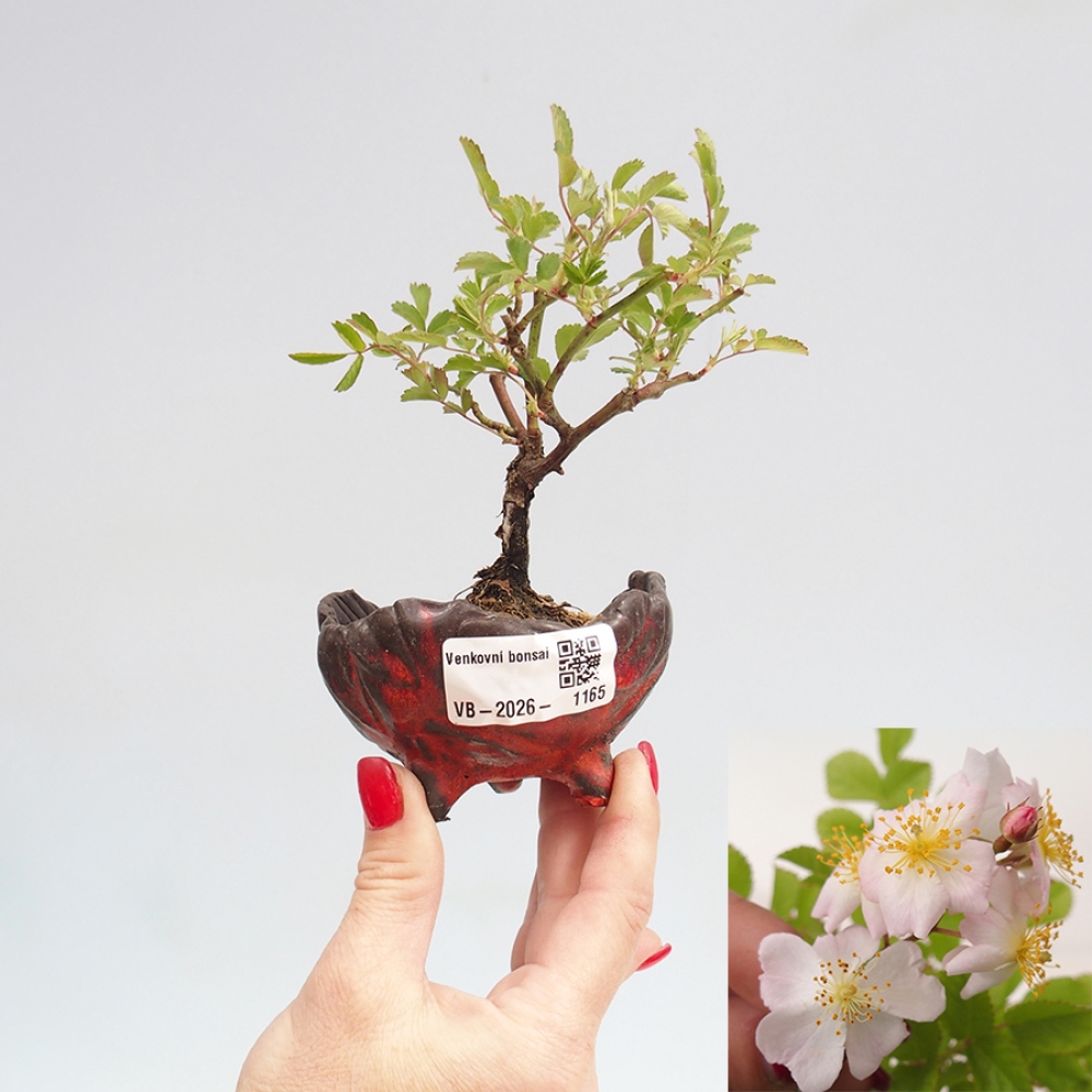 Bonsai für draußen - Rosa sp. - kleinblütige Rose