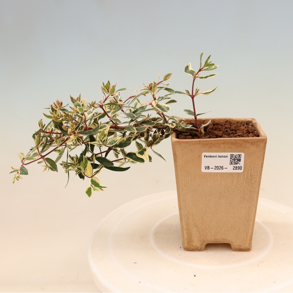 Bonsai für den Außenbereich – Abelia gr. Confetti – Großblütige Abelie