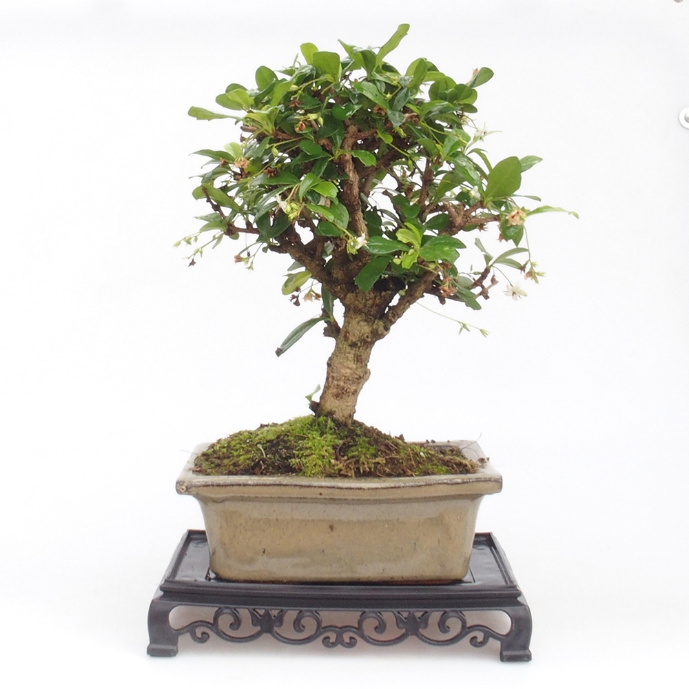 Bonsai Tisch Kunststoff Rechteck 18 x 12 x 3,5 cm, schwarz